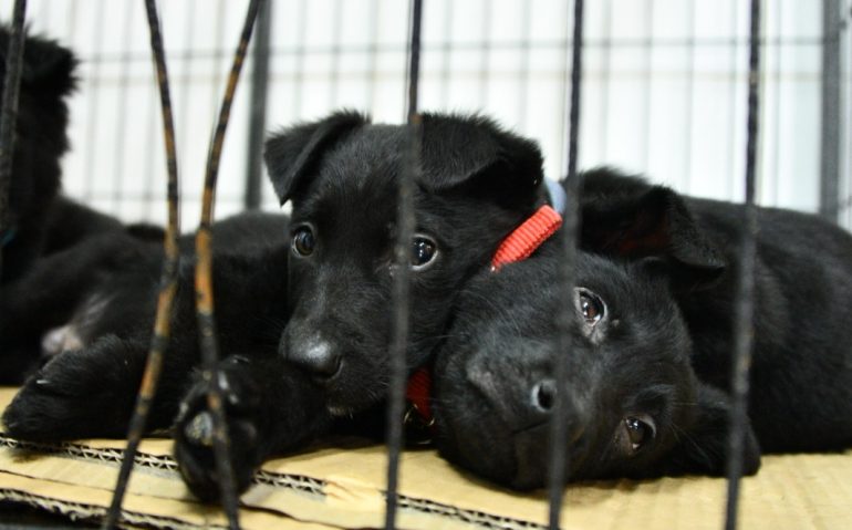 CACHORROS ABANDONADOS (2)