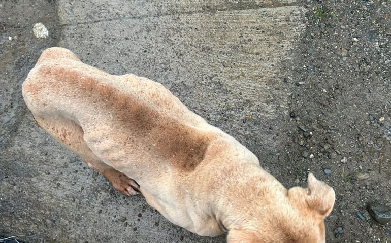 PERRO 2
