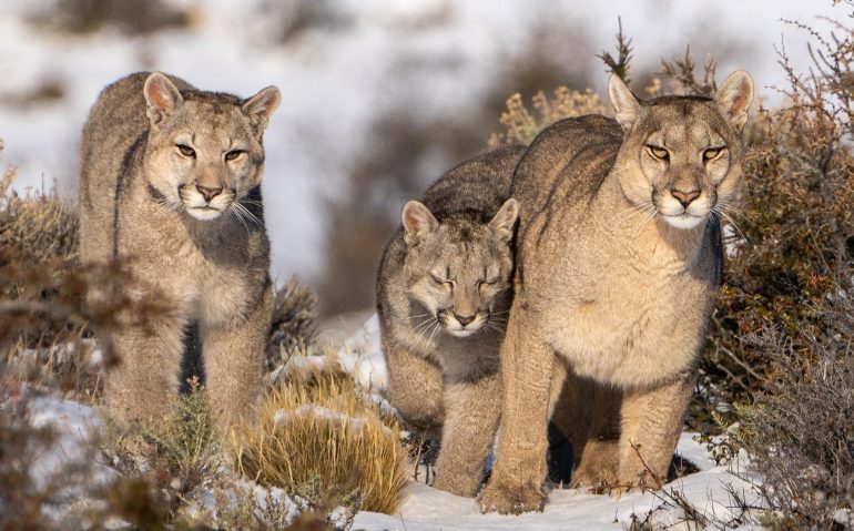 PUMAS-TORRES