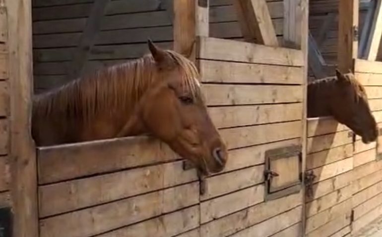 caballos